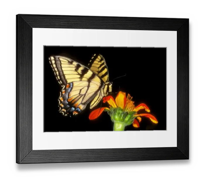 Framed Print : Nature, Fauna Framed Print : Nature, Fauna