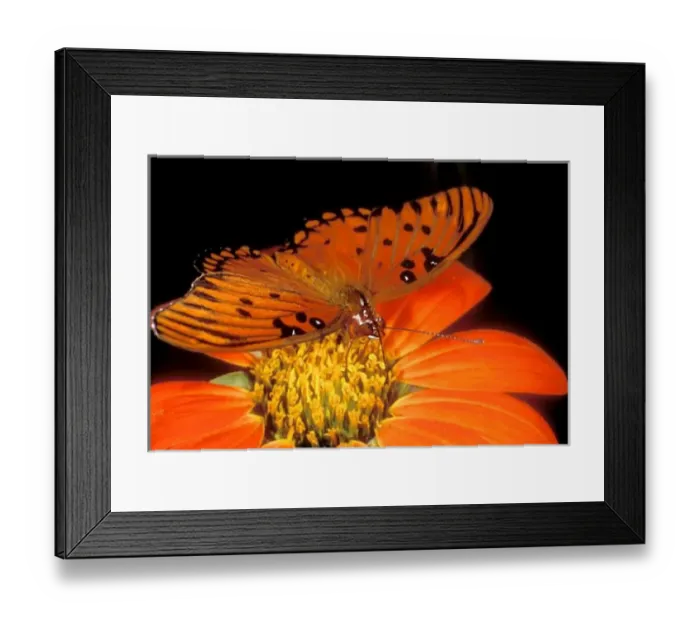 Framed Print : Detail of captive gulf fritillary butterfly on flower Framed Print : Detail of captive gulf fritillary butterfly on flower