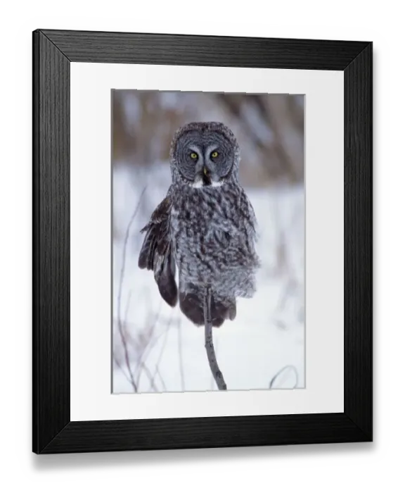 Framed Print : Great Gray Owl near Pine City MN