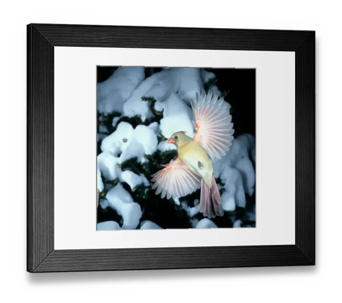 Framed Print : USA, Minnesota, Mendota Heights, Female Cardinal bathing Framed Print : USA, Minnesota, Mendota Heights, Female Cardinal bathing
