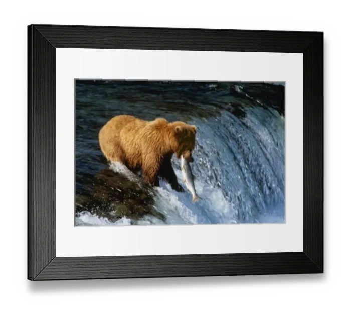 Framed Print : Alaskan Brown Bear Catching Salmon at Brooks Falls Framed Print : Alaskan Brown Bear Catching Salmon at Brooks Falls