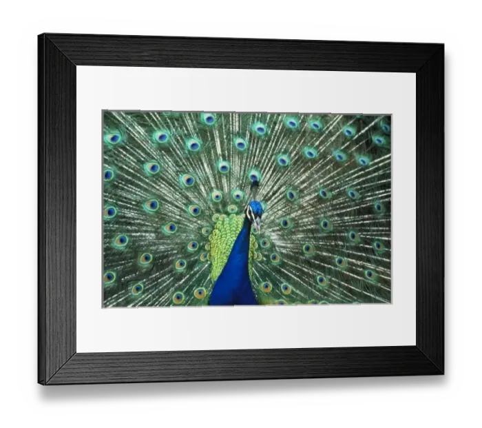Framed Print : Beautiful peacock spreading colorful feathers