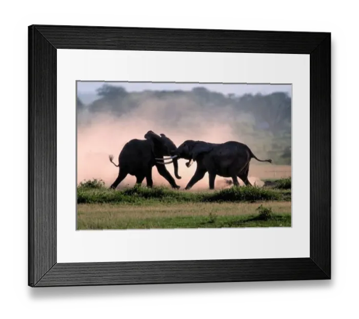 Framed Print : Elephants