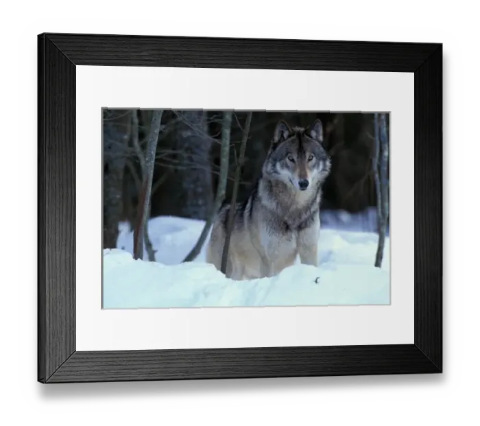 Framed Print : North America, Canada, Eastern Canada, Grey wolf (Canis lupus) Framed Print : North America, Canada, Eastern Canada, Grey wolf (Canis lupus)