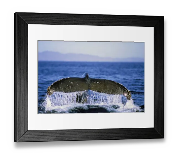 Framed Print : Humpback tail Framed Print : Humpback tail