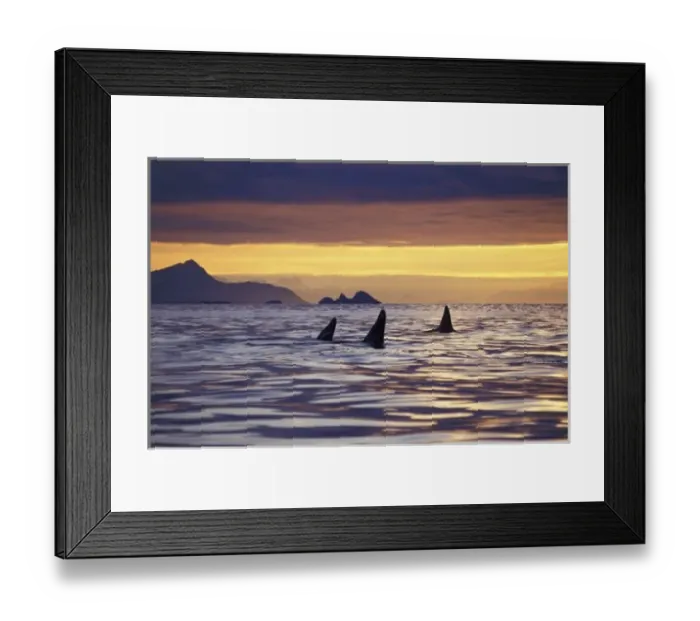 Framed Print : Orca or Killer Framed Print : Orca or Killer