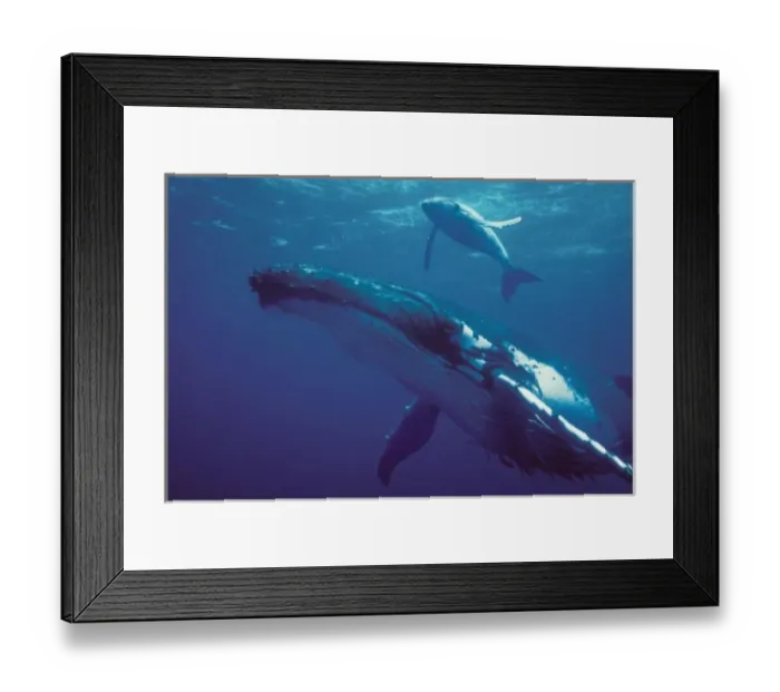 Framed Print : South Pacific, Tonga. humpback whale and calf