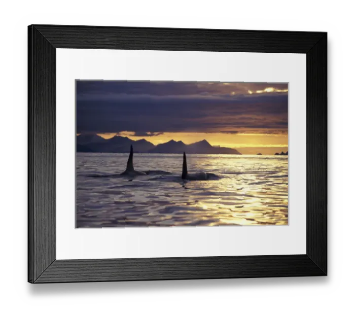 Framed Print : Orca or Killer