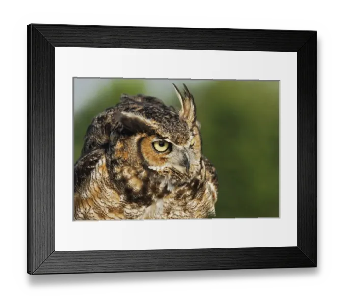 Framed Print : Nature, Fauna Framed Print : Nature, Fauna