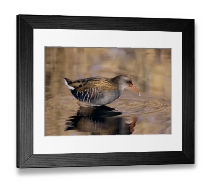 Framed Print : Europe, Switzerland Framed Print : Europe, Switzerland