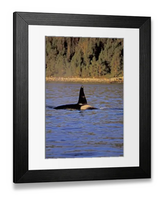Framed Print : Orca or Killer whale Framed Print : Orca or Killer whale