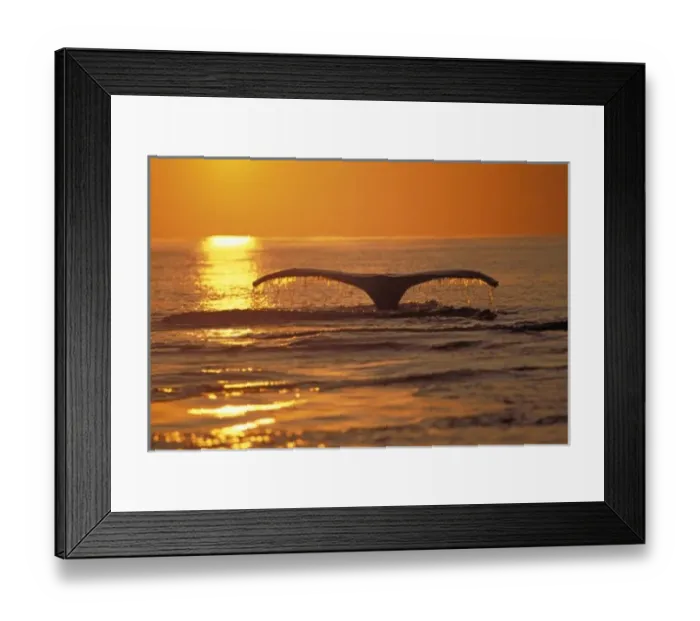 Framed Print : Humpback whale