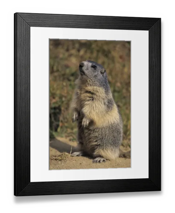 Framed Print : Europe, Switzerland