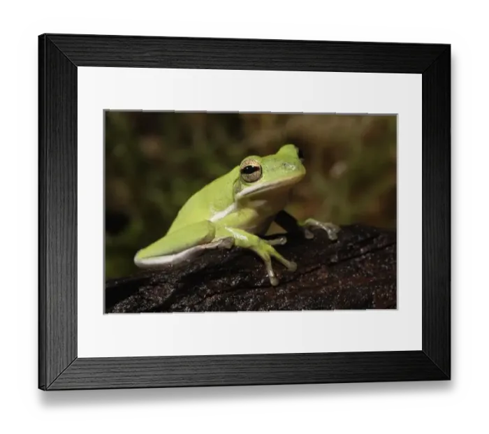 Framed Print : Green Tree Frog, Hyla cineria Framed Print : Green Tree Frog, Hyla cineria
