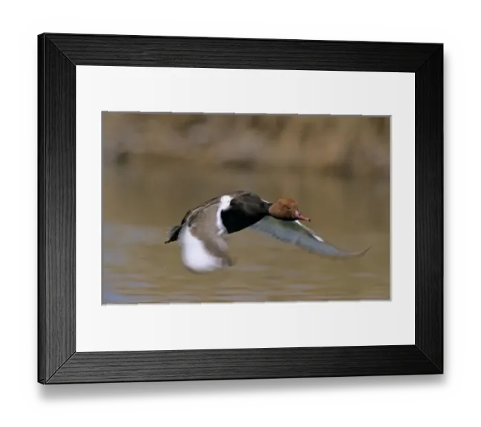 Framed Print : Red-crested Pochard, Netta rufina, male in flight, Luzern, Switzerland Framed Print : Red-crested Pochard, Netta rufina, male in flight, Luzern, Switzerland