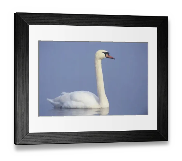 Framed Print : Mute Swan, Cygnus olor, adult in fog, Unterlunkhofen, Switzerland Framed Print : Mute Swan, Cygnus olor, adult in fog, Unterlunkhofen, Switzerland
