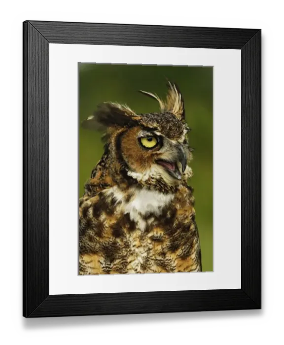 Framed Print : Great Horned Owl