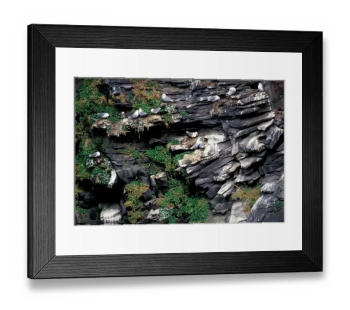 Framed Print : Europe, Iceland, Black-legged Kittiwake (Rissa tridactyla) Framed Print : Europe, Iceland, Black-legged Kittiwake (Rissa tridactyla)