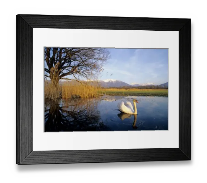 Framed Print : Mute Swan, Cygnus olor, adult with Alps in background, Kaltbrunn, Switzerland