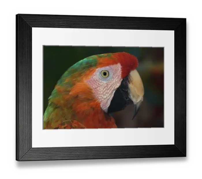Framed Print : Macaw portrait Framed Print : Macaw portrait