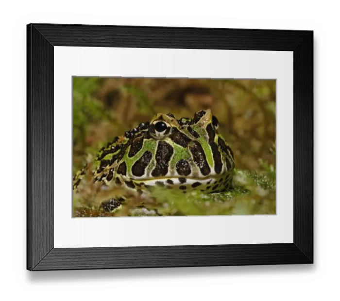 Framed Print : Pacman frog, Ceratophrys Framed Print : Pacman frog, Ceratophrys