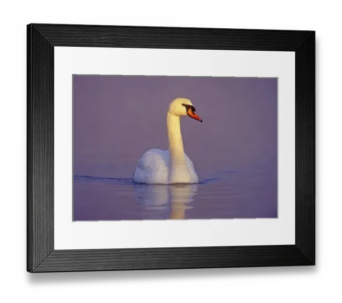 Framed Print : Mute Swan, Cygnus olor, male, Unterlunkhofen, Switzerland Framed Print : Mute Swan, Cygnus olor, male, Unterlunkhofen, Switzerland