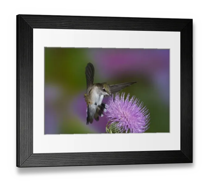 Framed Print : Ruby-throated hummingbird in flight at thistle flower, Archilochus colubris