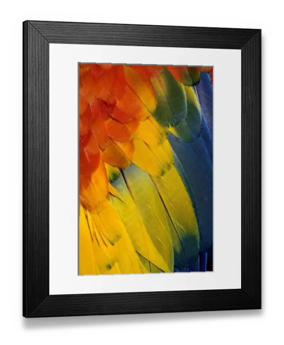 Framed Print : Nature, Fauna
