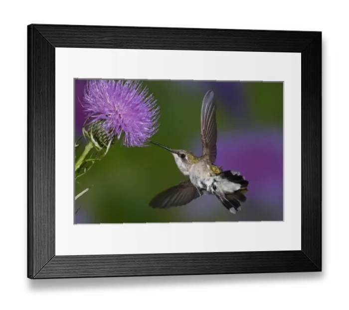 Framed Print : Ruby-throated hummingbird in flight at thistle flower, Archilochus colubris Framed Print : Ruby-throated hummingbird in flight at thistle flower, Archilochus colubris