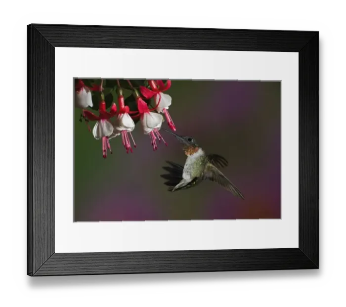Framed Print : Male Ruby-throated Hummingbird in flight Framed Print : Male Ruby-throated Hummingbird in flight