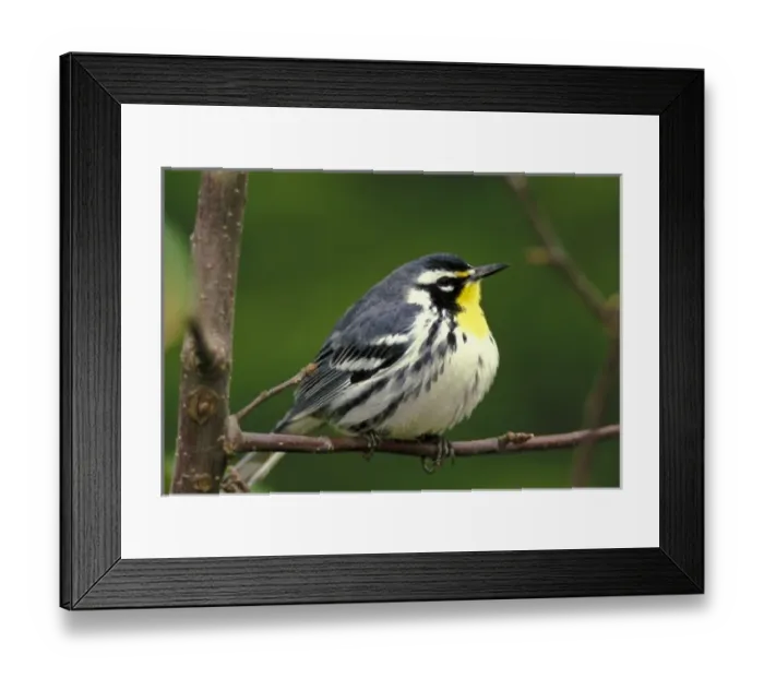 Framed Print : Nature, Fauna