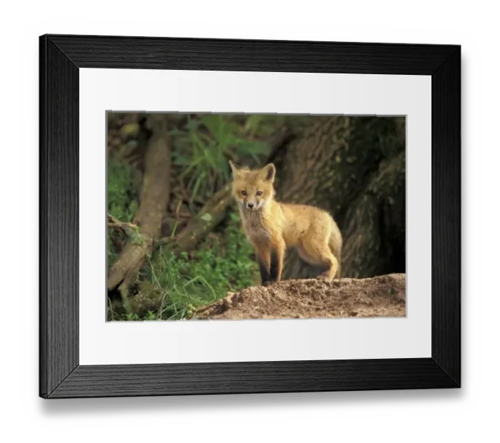Framed Print : Nature, Fauna Framed Print : Nature, Fauna