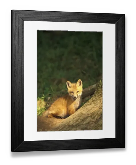 Framed Print : Nature, Fauna Framed Print : Nature, Fauna