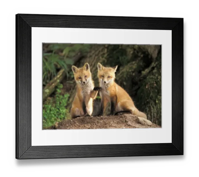 Framed Print : Nature, Fauna Framed Print : Nature, Fauna