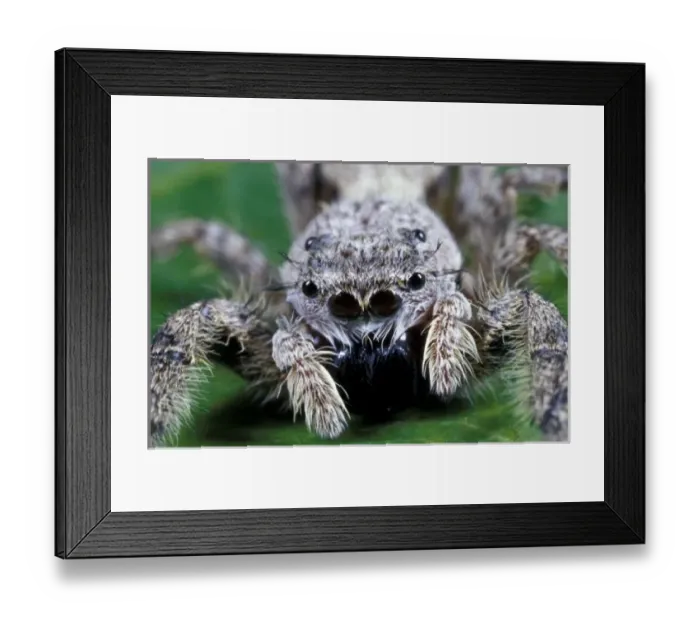Framed Print : Metaphid Jumping spider (Metaphidippus sp) Framed Print : Metaphid Jumping spider (Metaphidippus sp)