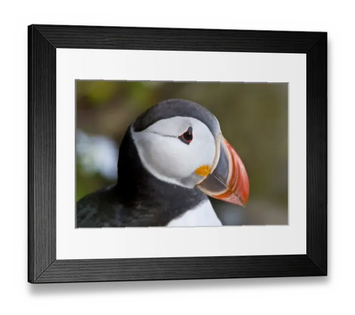 Framed Print : The Atlantic Puffin, a pelagic seabird, shown here in breeding colors. Latrabjerg peninsula Framed Print : The Atlantic Puffin, a pelagic seabird, shown here in breeding colors. Latrabjerg peninsula