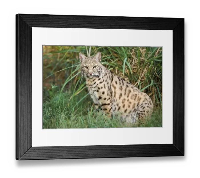 Framed Print : Bobcat (Felis rufus) Framed Print : Bobcat (Felis rufus)