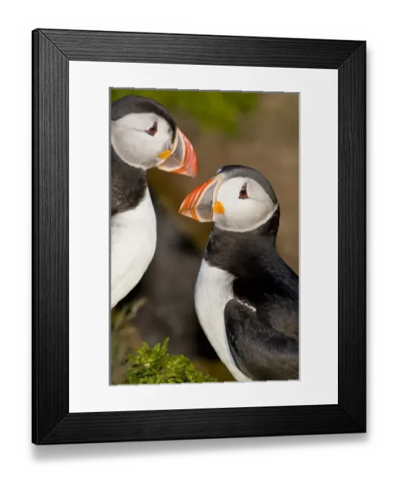 Framed Print : The Atlantic Puffin, a pelagic seabird, shown here in breeding colors. Latrabjerg peninsula Framed Print : The Atlantic Puffin, a pelagic seabird, shown here in breeding colors. Latrabjerg peninsula