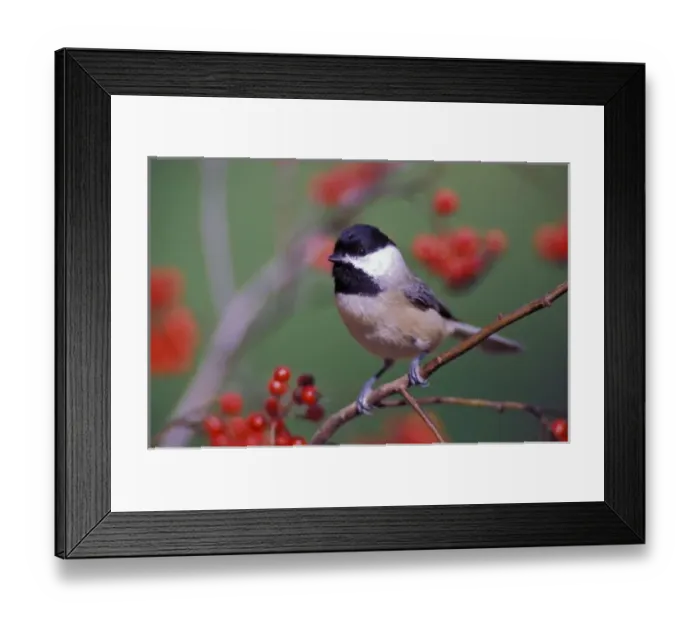 Framed Print : Carolina Chickadee Framed Print : Carolina Chickadee