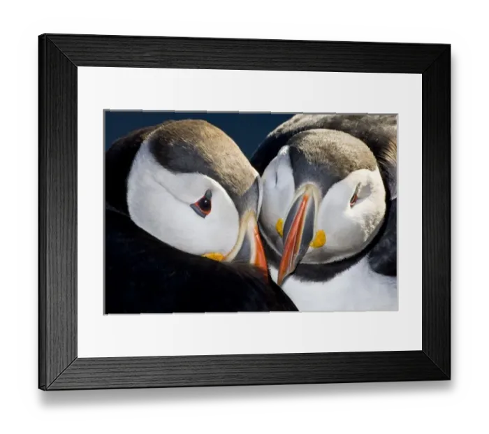 Framed Print : The Atlantic Puffin, a pelagic seabird, shown here in breeding colors. Latrabjerg peninsula