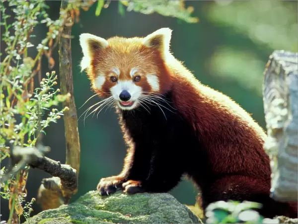 Red Panda (Ailurus