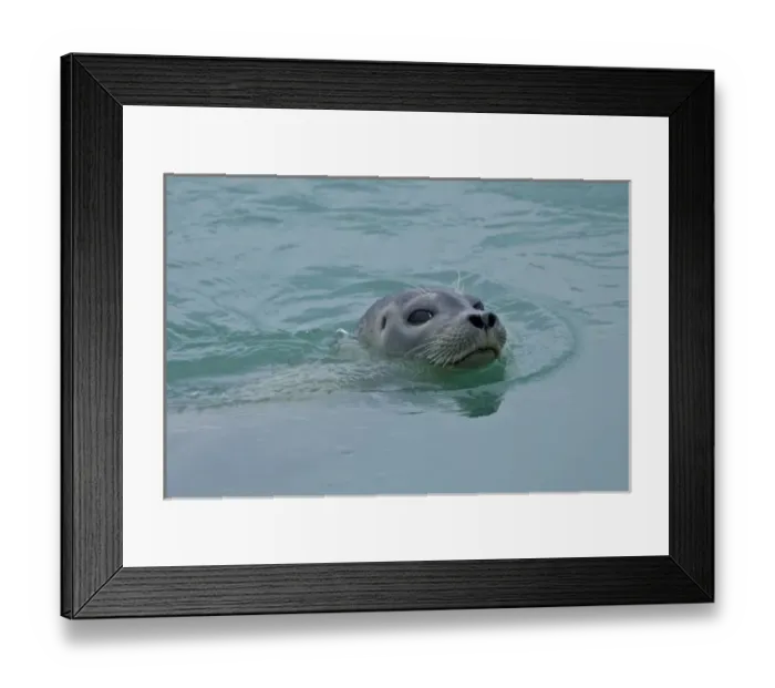 Framed Print : Harbor Seal swimming in Jokulsarlon glacial lake in southern Iceland Framed Print : Harbor Seal swimming in Jokulsarlon glacial lake in southern Iceland