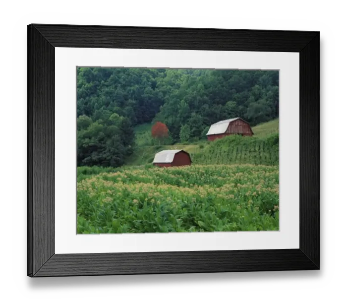 Framed Print : Tobacco crop and pair of red tobacco barns near Taylorsville, North Carolina Framed Print : Tobacco crop and pair of red tobacco barns near Taylorsville, North Carolina