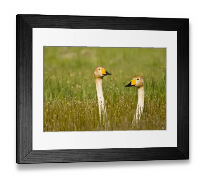 Framed Print : Europe, Iceland Framed Print : Europe, Iceland