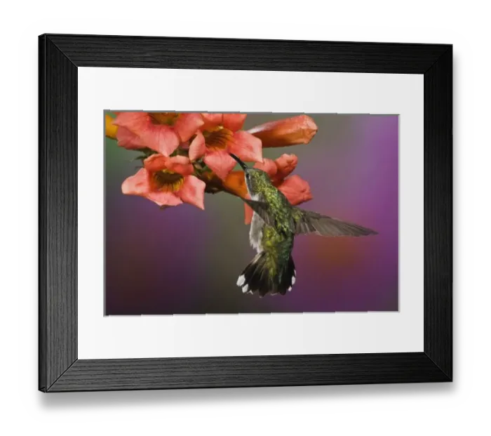 Framed Print : Female Ruby Throated Hummingbird in flight, Archilochus colubris, Kentucky Framed Print : Female Ruby Throated Hummingbird in flight, Archilochus colubris, Kentucky