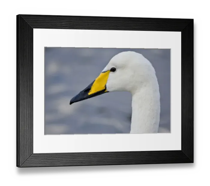 Framed Print : Whooper Swan at a pond in Reykjavik, Iceland