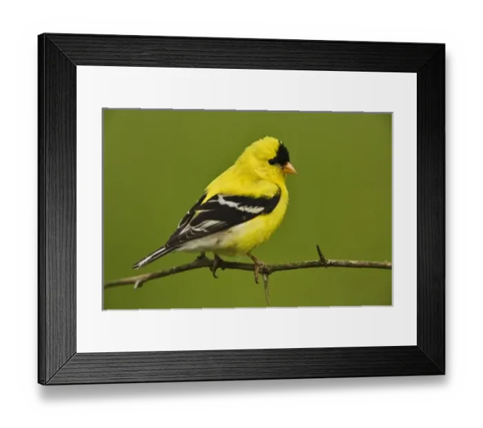 Framed Print : Male American Goldfinch in breeding plumage, Carduelis tristis Framed Print : Male American Goldfinch in breeding plumage, Carduelis tristis