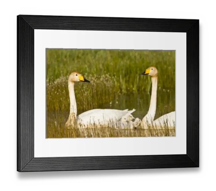 Framed Print : Europe, Iceland Framed Print : Europe, Iceland