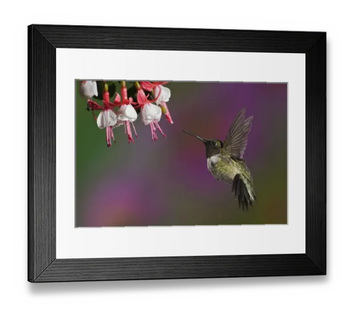 Framed Print : Male Ruby throated Hummingbird, Archilochus colubris, Kentucky Framed Print : Male Ruby throated Hummingbird, Archilochus colubris, Kentucky