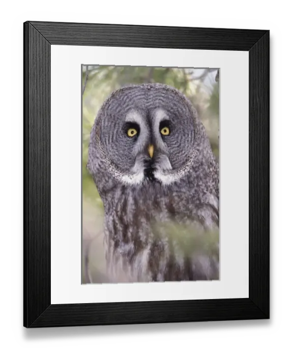 Framed Print : Great Gray Owl